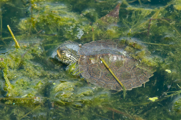 a turtle peeks its head above the water's surface