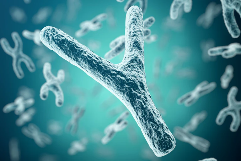 image 3D du chromosome Y