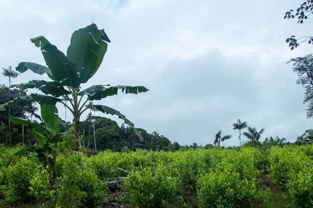 Plantación ilícita de coca en Colombia.