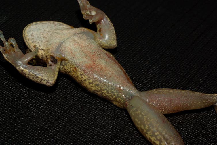 chytrid frog dead