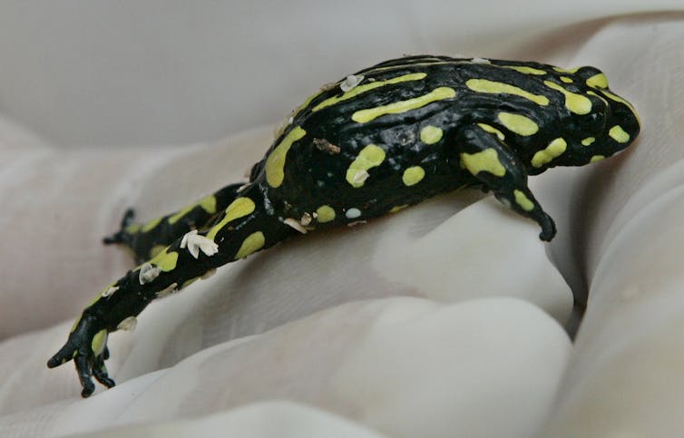 corroboree frog