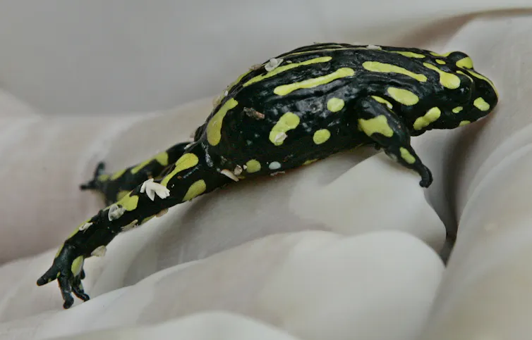 corroboree frog