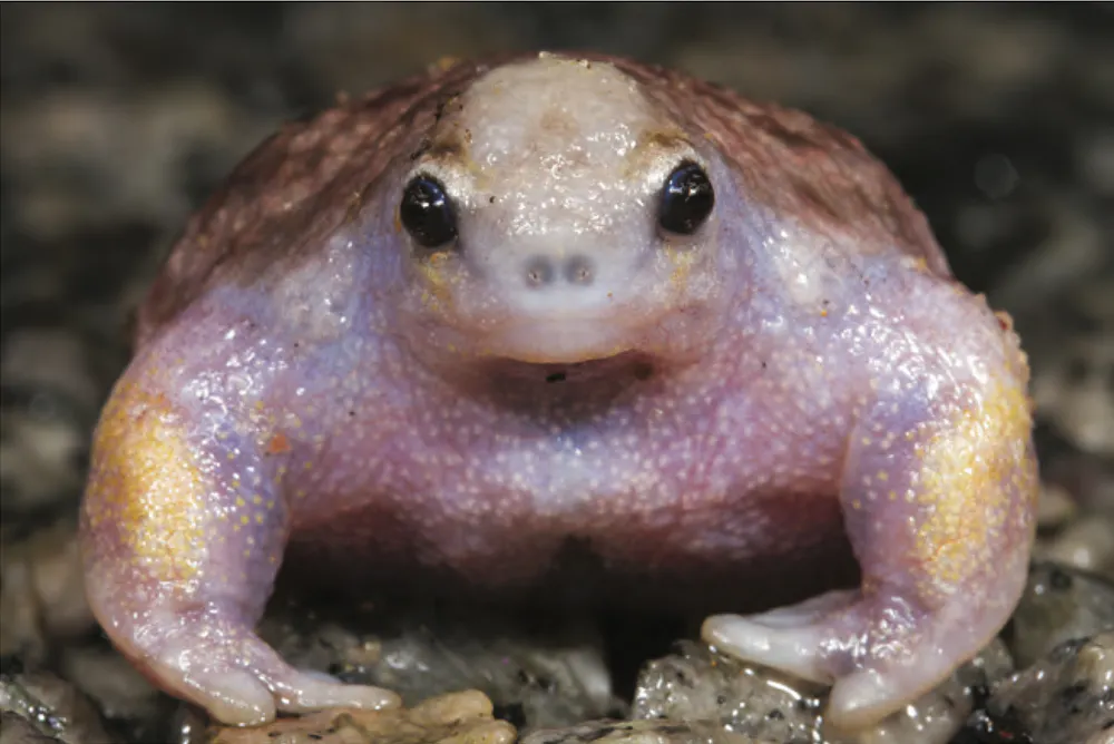 github - imvickykumar999 random-frog: clone of https: ... How a lethal fungus is shrinking living space for our frogs