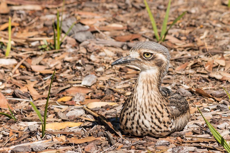 bush-stone curlew