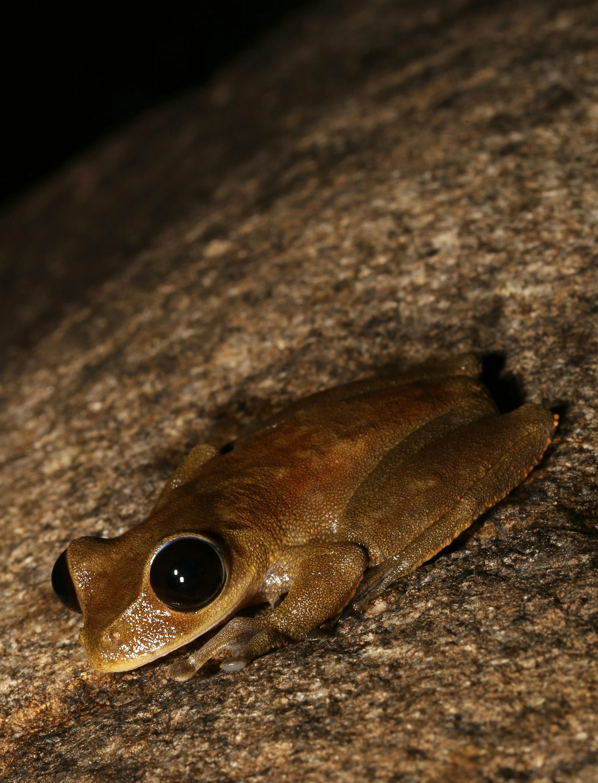 How A Lethal Fungus Is Shrinking Living Space For Our Frogs