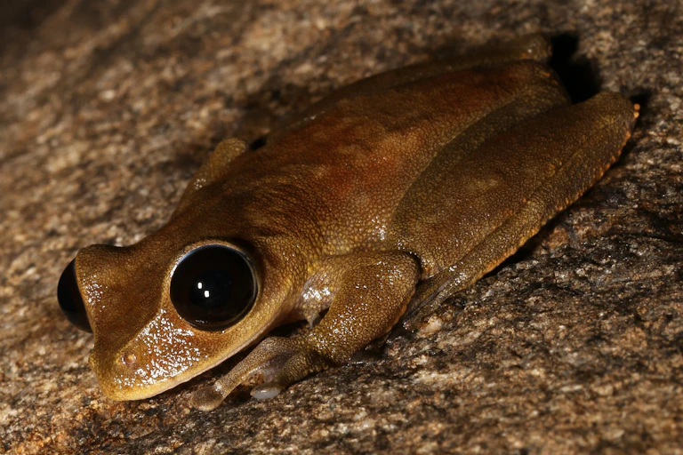 Australian lace-lid treefrog