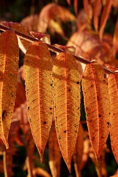 Light glistening off orange staghorn sumac leaves covered in morning dew.
