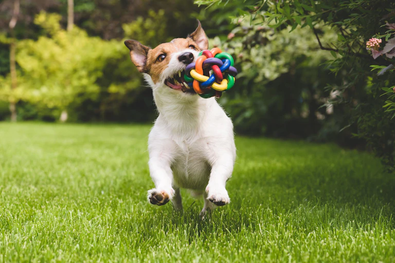dog catching multicoloured ball