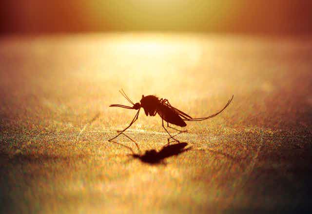 Mosquito a contraluz a punto de picar en piel humana.