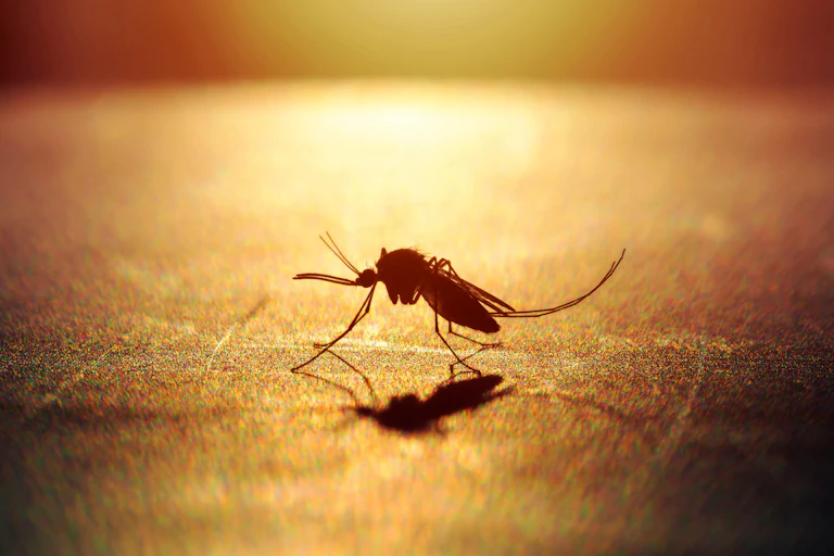 Mosquito a contraluz a punto de picar en piel humana.