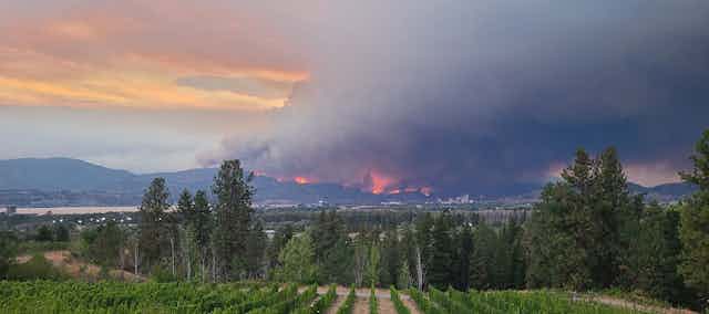 A photo of a vineyard with a large wildfire burning in the distance.