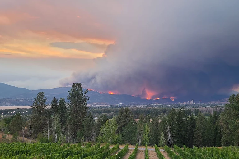 A photo of a vineyard with a large wildfire burning in the distance.