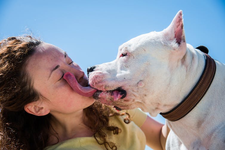 A woman with curly hair being licked in the face by a Staffordshire terrier