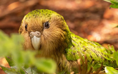 How gene mapping almost all remaining kākāpō will help NZ’s rare night parrot survive