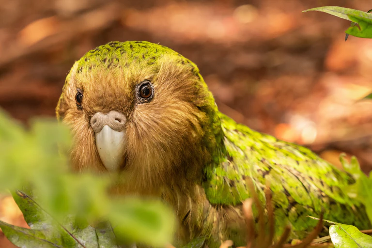 The critically endangered flightless kākāpō