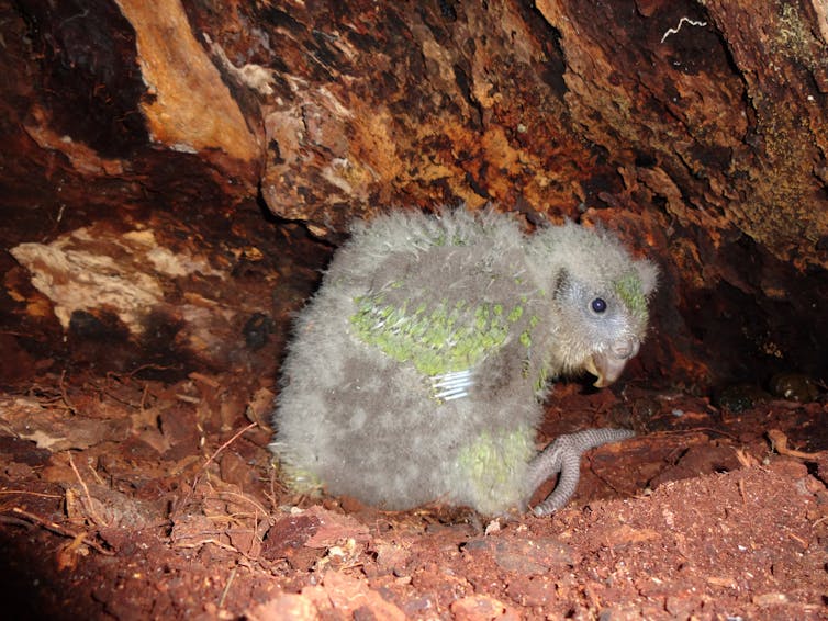 A kākāpō chick on the nest.