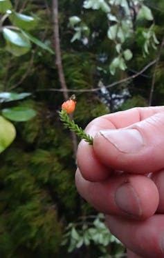 The fruit of a rimu tree.