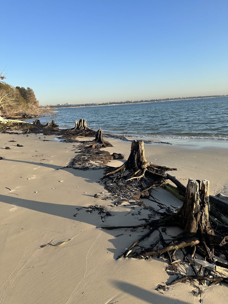 A photo of the eroding wetland at Towra Point in Sydney, showing the stumps and exposed roots of trees washed up on the beach
