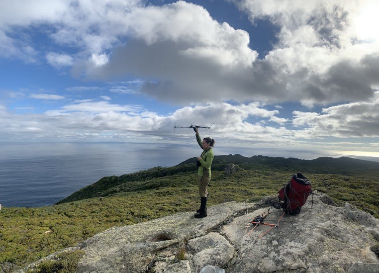 Deidre Vercoe using tracking devices to find kākāpō on Whenua Hou.