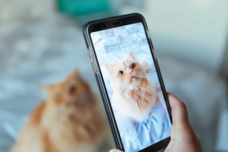 Photo de chat sur un téléphone