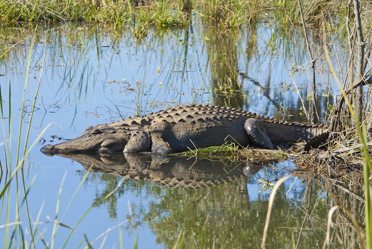 A large American alligator sunning on a reed bed.
