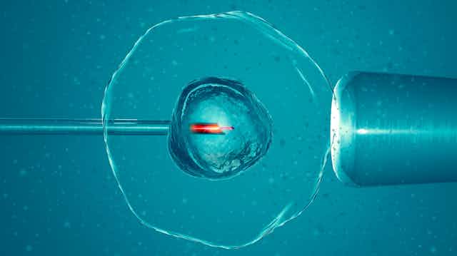Observación en microscopio de la unión de gametos de la reproducción asistida.
