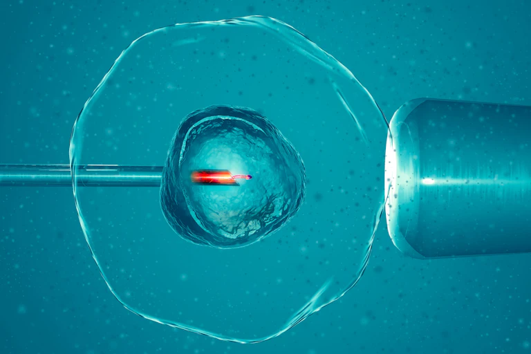 Observación en microscopio de la unión de gametos de la reproducción asistida.