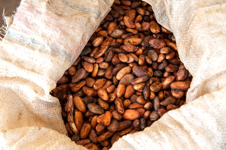 Fèves de cacao