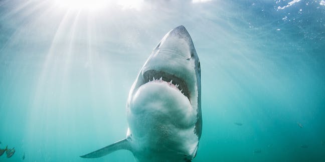 Shark attacks – News, Research and Analysis – The Conversation