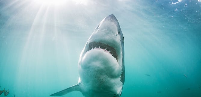 Shark attacks – News, Research and Analysis – The Conversation – page 1