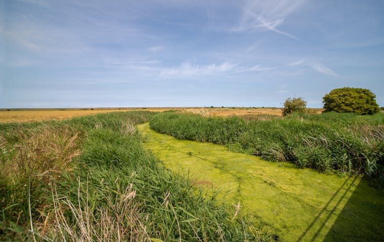 A small river choked with algae growth.