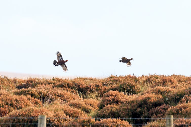 A pair of grouse flying over heather behind a barbed wire fence.