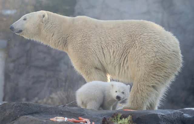 A mother and cub polar bear stand on a rock in a zoo.