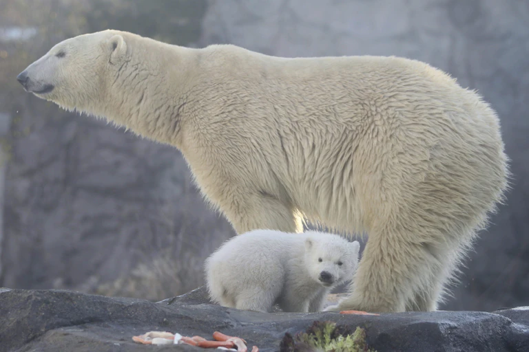 A mother and cub polar bear stand on a rock in a zoo.