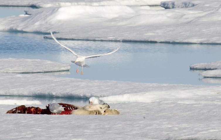 Sea birds feed on the remains of a dead polar bear.