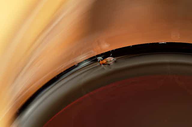 Une mouche à fruit dans un verre de vin