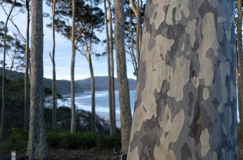 The humble spotted gum is a world class urban tree. Here's why