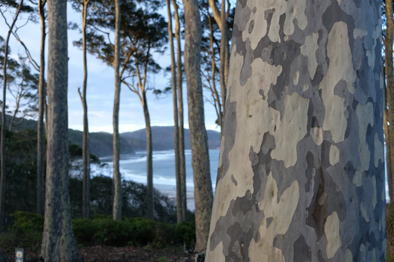 spotted gum