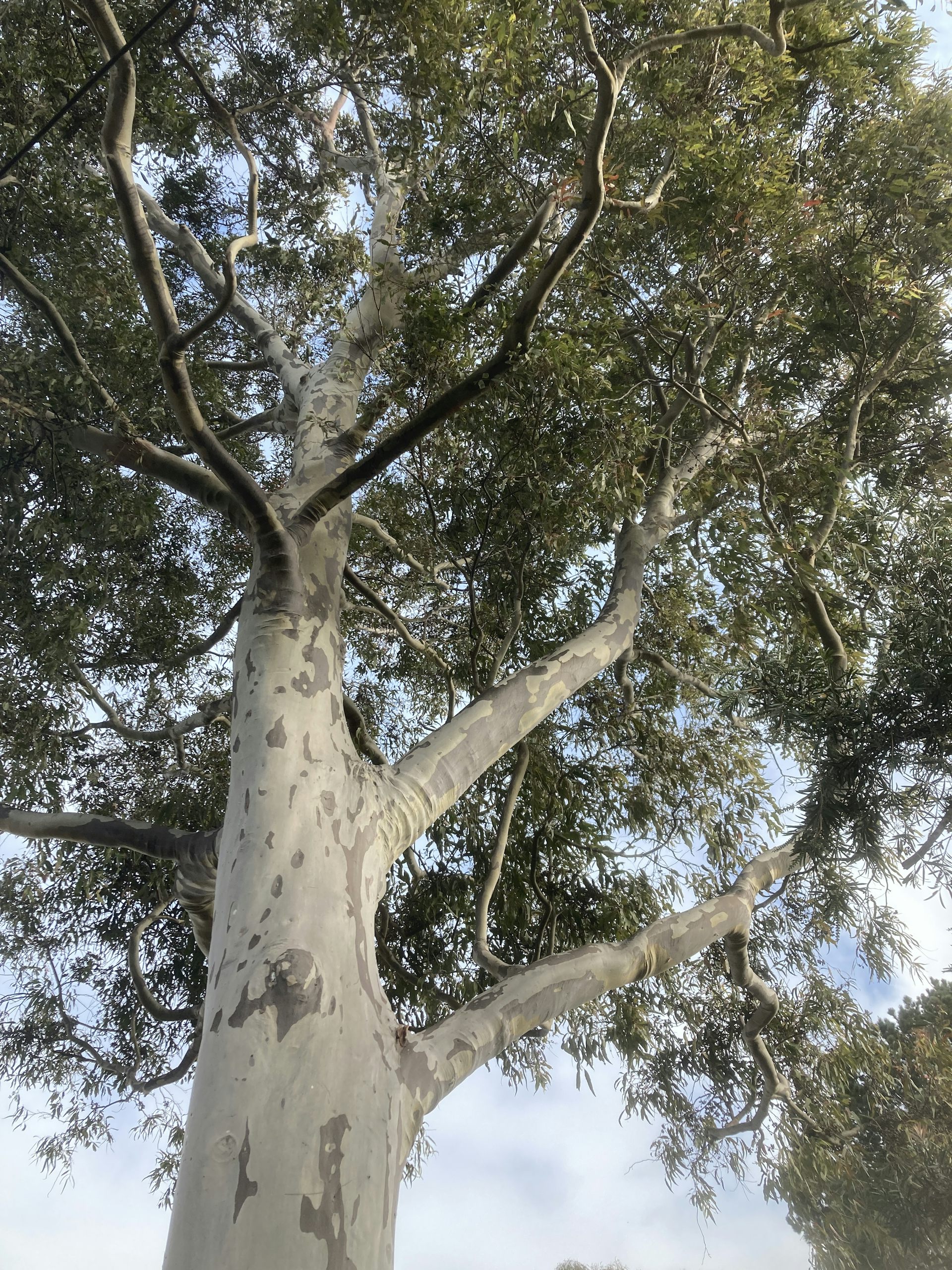 The humble spotted gum is a world class urban tree. Here's why