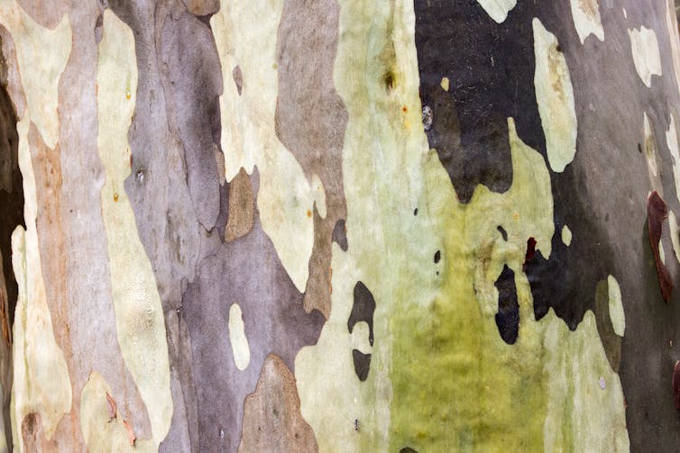 spotted gum trunk