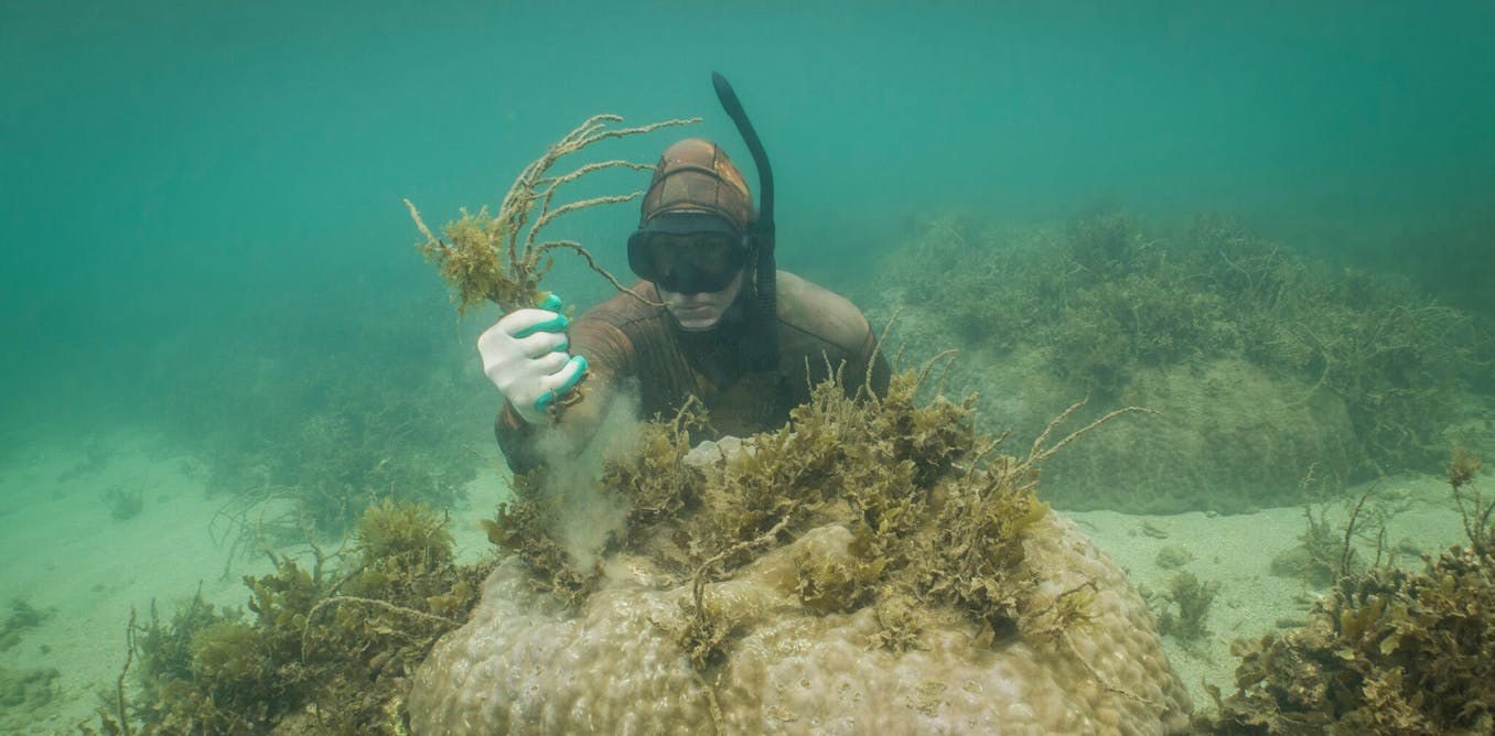 Algele marine controlează recifele de corali.  Dar există o soluție de grădinărit – îndepărtarea algelor