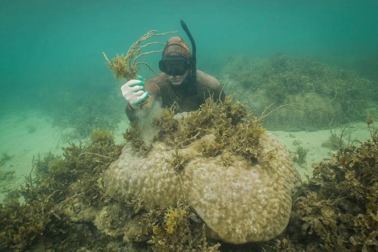 Man wearing black snorkel pictured underwater holding handful of seaweed.