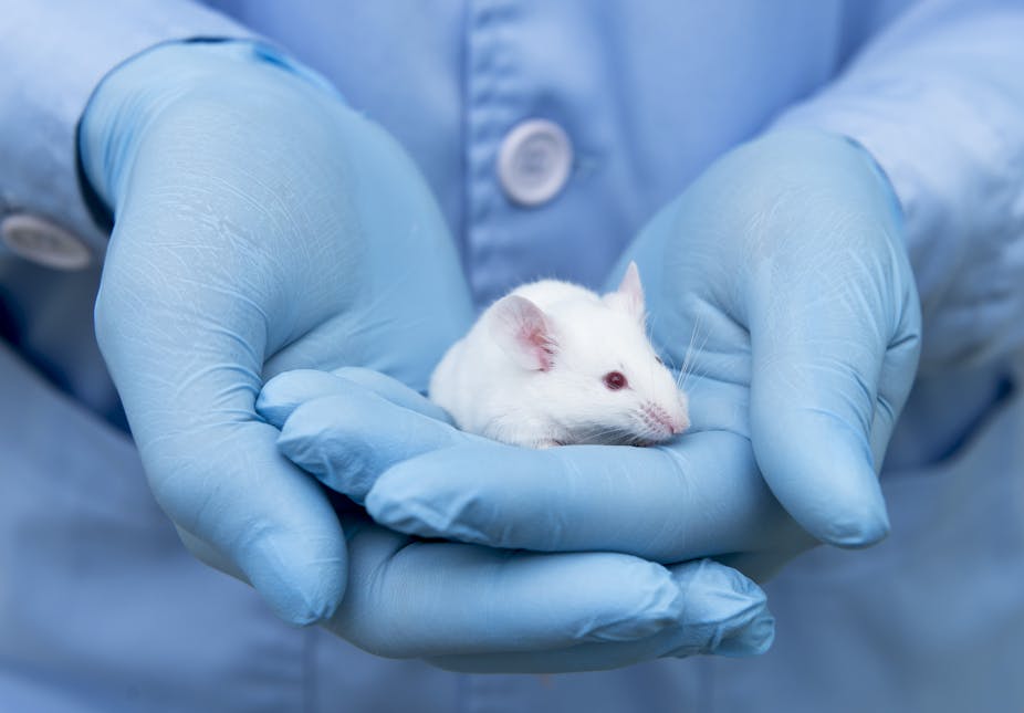 Un scientifique vêtu d’une blouse de laboratoire et de gants bleus tient une souris blanche dans ses mains.