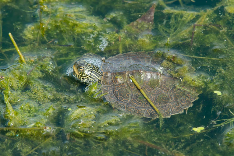 tortue dans l'eau