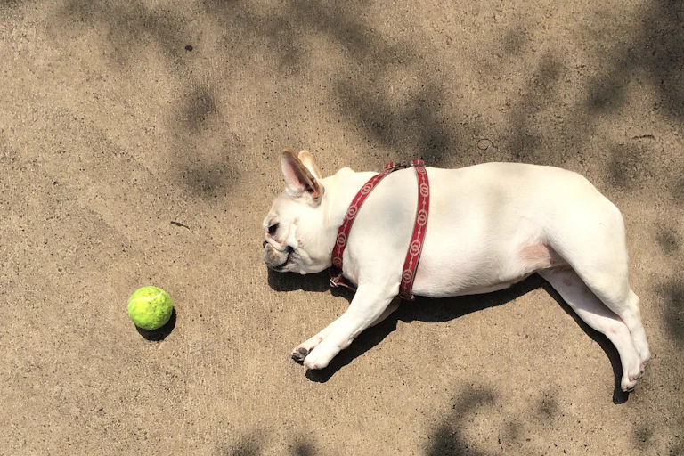 Pequeno cachorro descansa deitado no chão, ao lado de uma bola