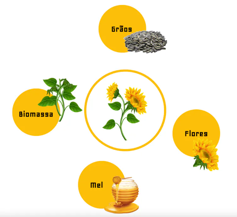 No centro da imagem se vê uma ilustração de um girassol. Em volta dele, ilustrações de produtos derivados da planta: grãos, biomassa, mel e flores