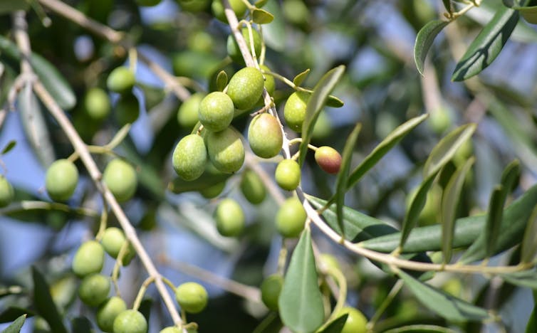 Cómo transformar los residuos de aceituna en una fuente de energía