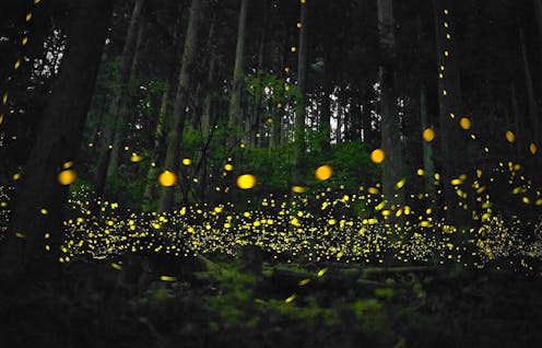 new synchronisation research shows nature's perfect timing is all about connections