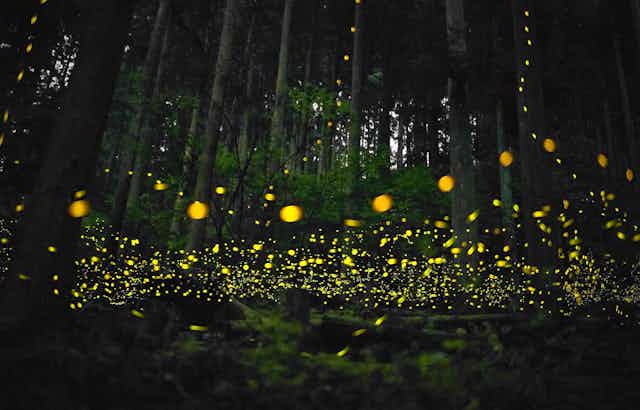 A photo of fireflies in a dark forest.