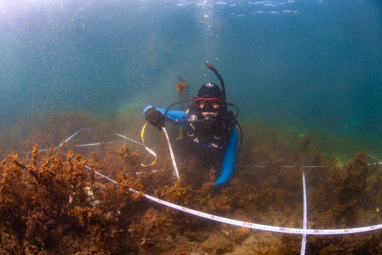 scuba diver measuring seaweed